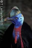 Northern Cassowary