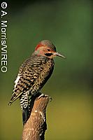 Northern Flicker