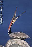 Brown Pelican