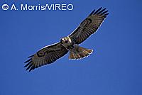 Red-tailed Hawk