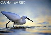 Snowy Egret