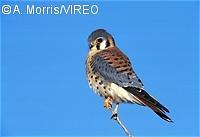 American Kestrel