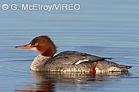 Common Merganser