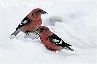 White-winged Crossbill