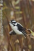 Downy Woodpecker