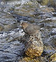 American Dipper