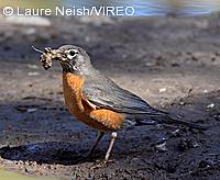 American Robin