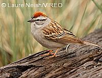 Chipping Sparrow