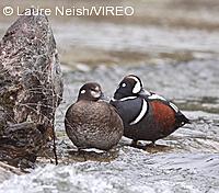 Harlequin Duck