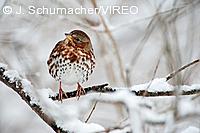 Fox Sparrow