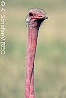 Common Ostrich