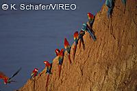 Scarlet Macaw