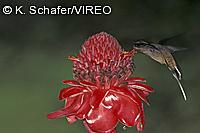 Long-tailed Hermit