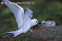 White Tern