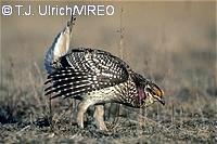 Sharp-tailed Grouse