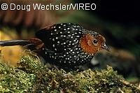 Ocellated Tapaculo