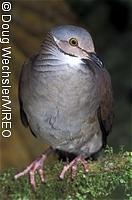 White-throated Quail-Dove