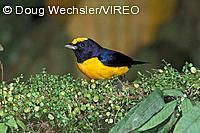 Orange-bellied Euphonia