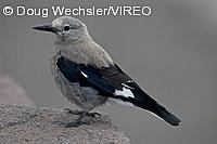 Clark's Nutcracker