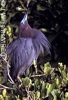 Little Blue Heron