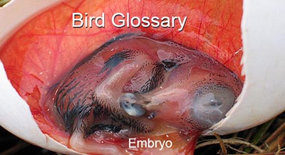 glossary or bird terms