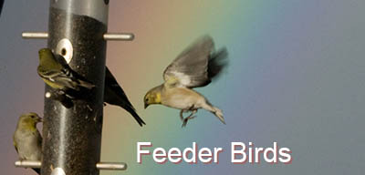 common birds that use feeders